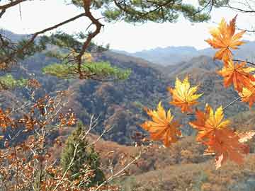 如意吉祥庆丰年 加快四快点恢复 特肖可能在野兽 森林漆黑现虎踪  打一精准生肖，深度解答解释落实_w841.82.41