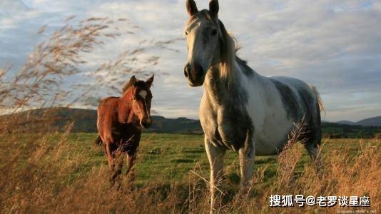 伯乐千里寻良驹,绿蓝两波开本期指是什么生肖，专家解答解释落实_v3c92.44.76