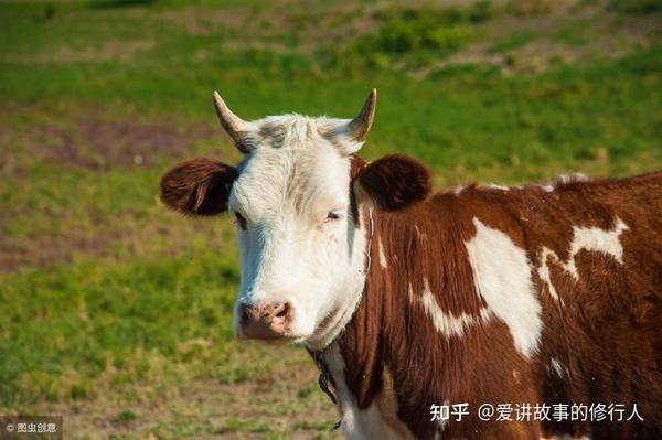 牛沉大海蛇太子，三个随从马羊鸡打一精准生肖动物，科学解答解释落实_ejb08.14.25