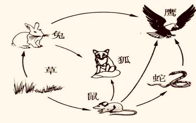 狗追蛇鼠满地跑夏去秋来野鸡飞什么生肖